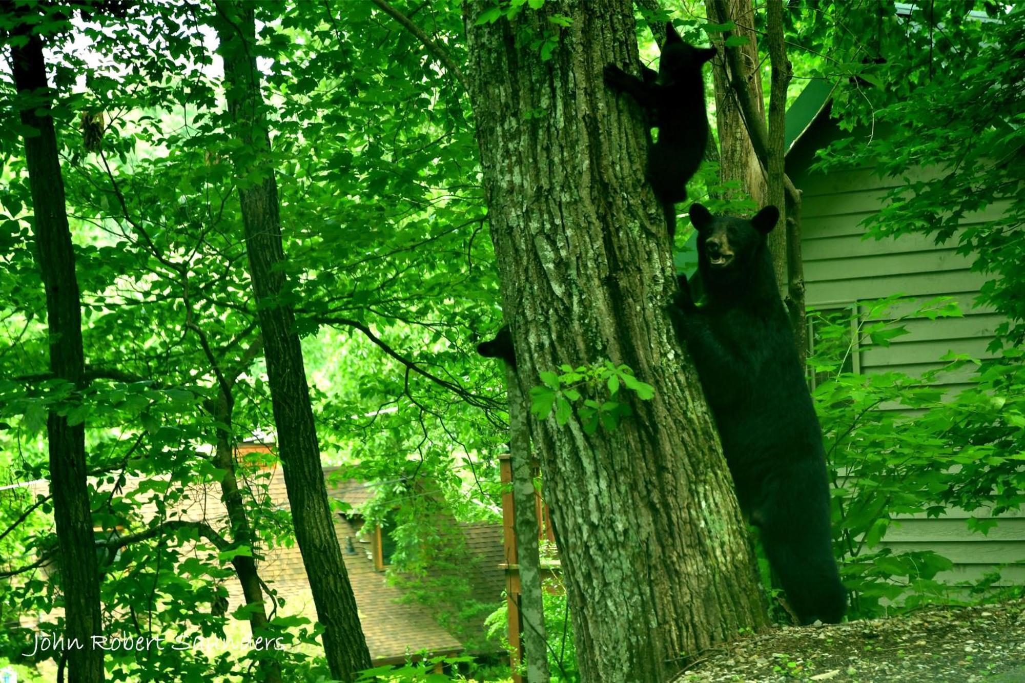 Wild Thing #1525 Ferienhaus *